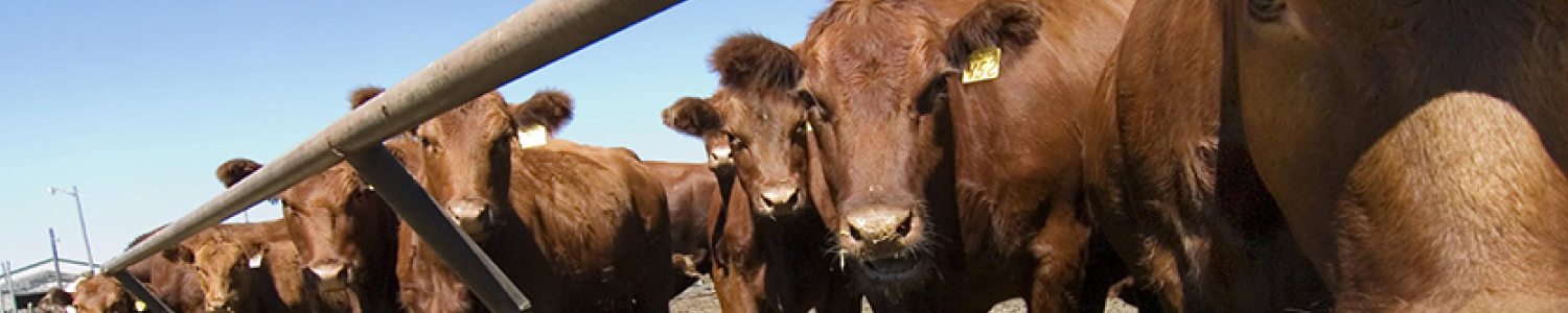 Service-Feedlot